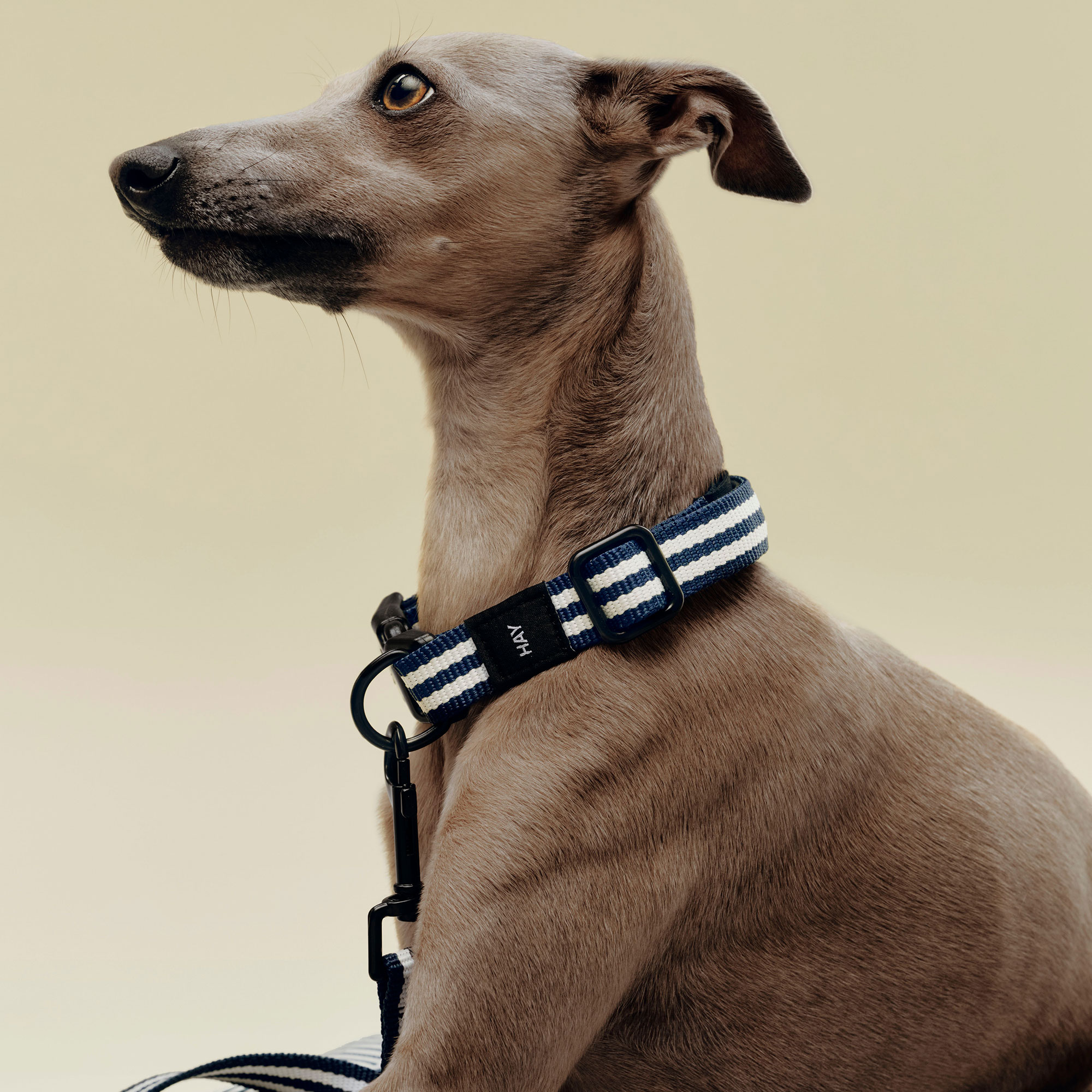HAY Dogs Collar Flat