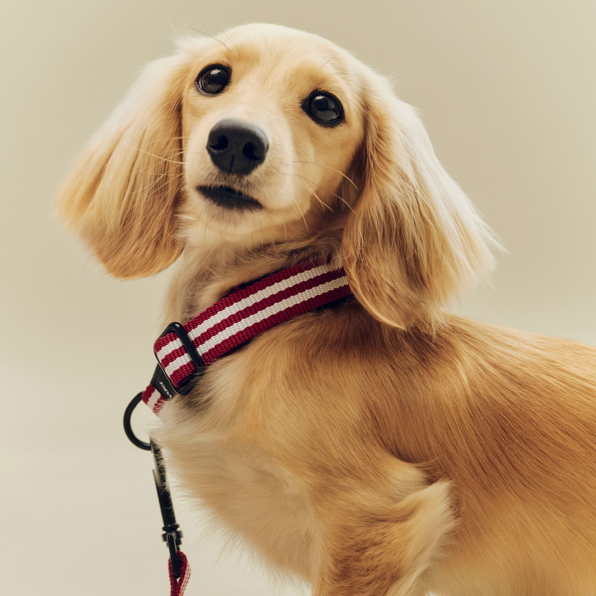 HAY Dogs Collar Flat