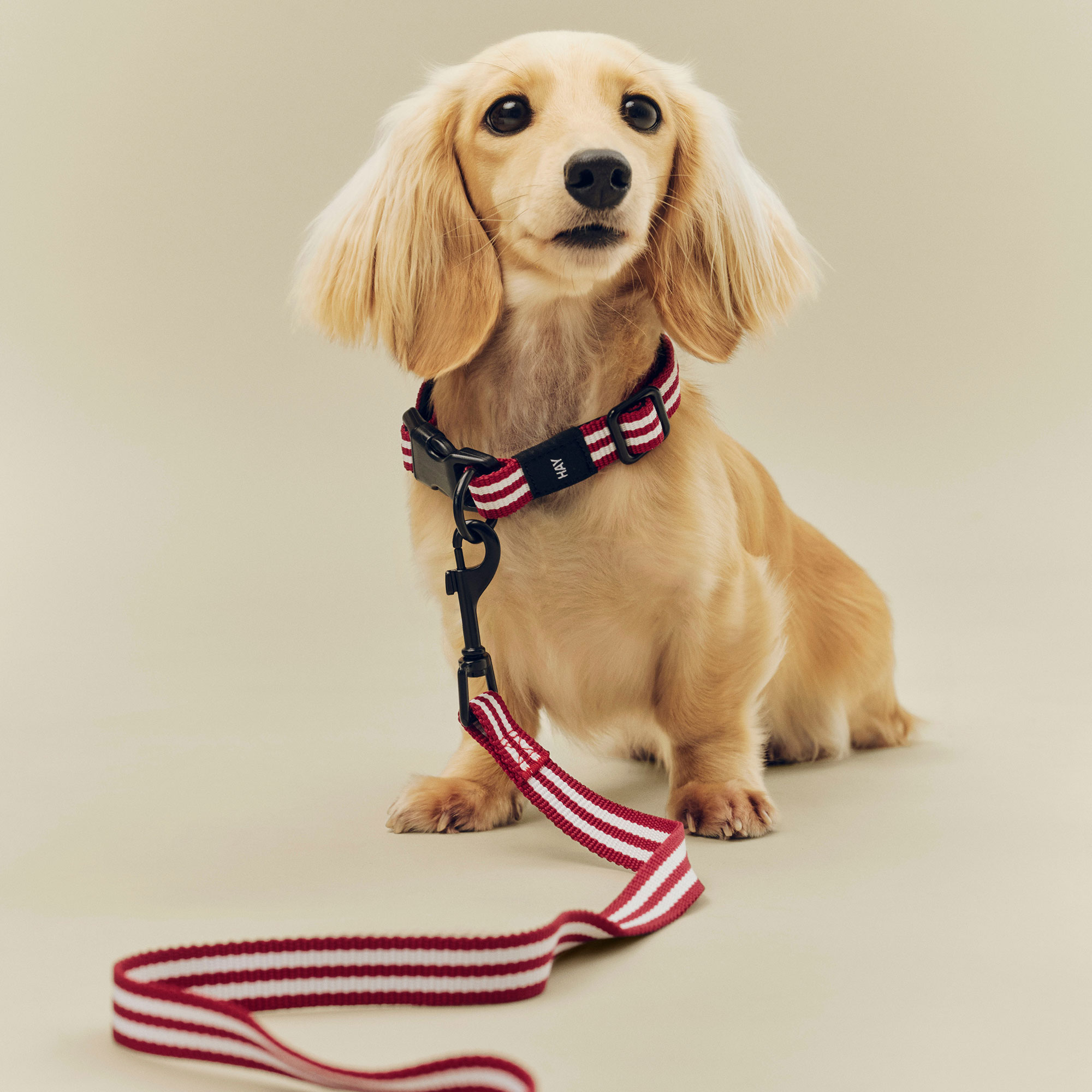 HAY Dogs Collar Flat