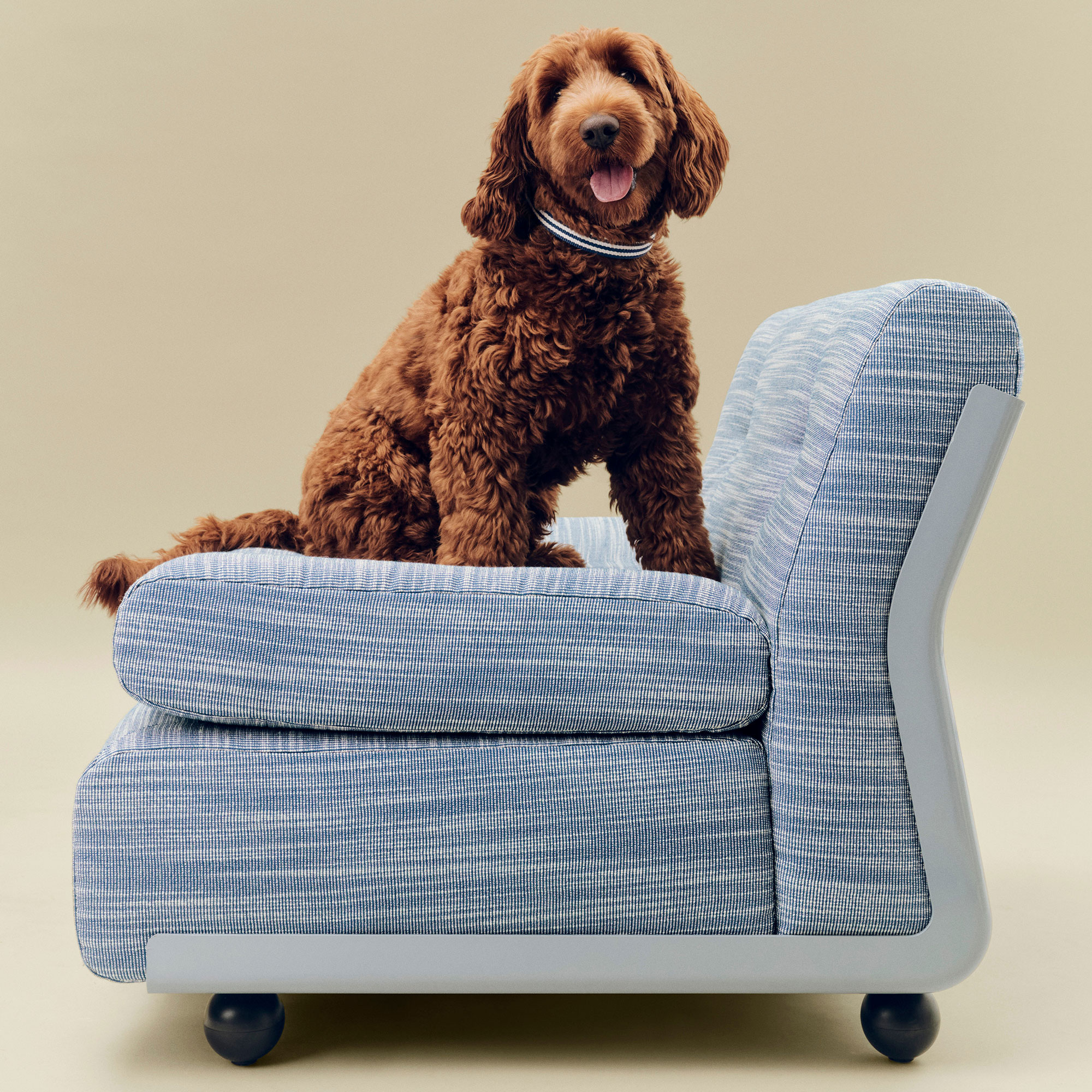 HAY Dogs Collar Flat