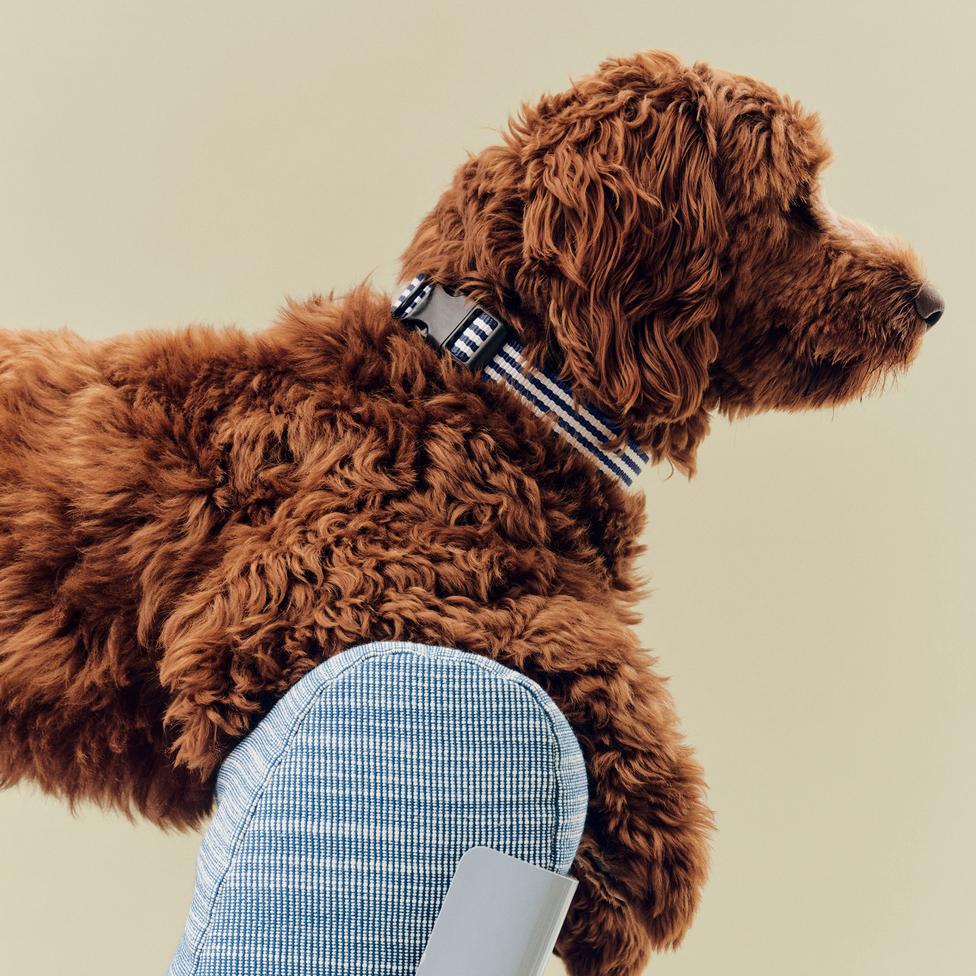 HAY Dogs Collar Flat