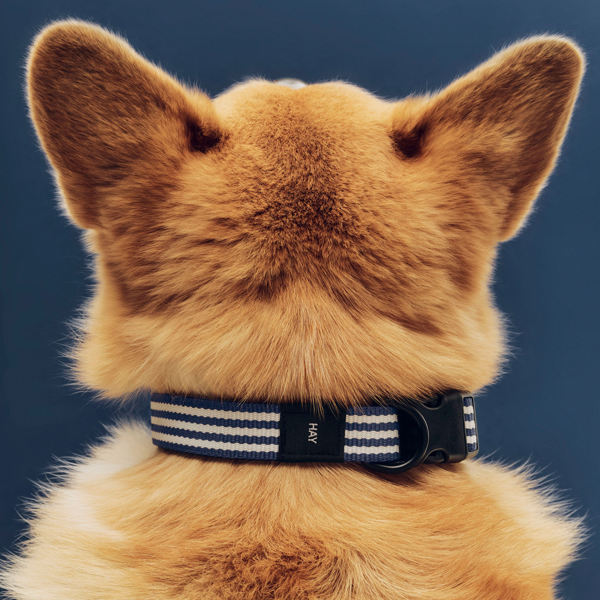 HAY Dogs Collar Flat