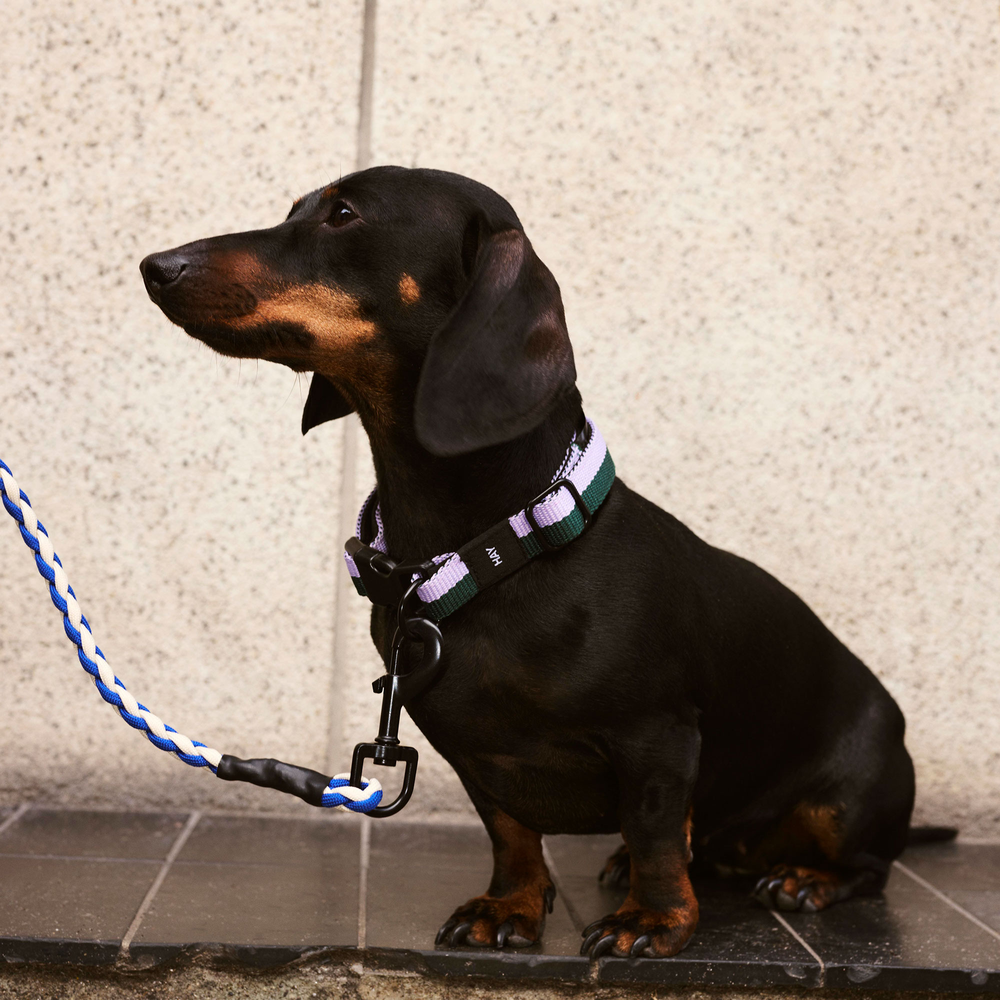 HAY Dogs Collar