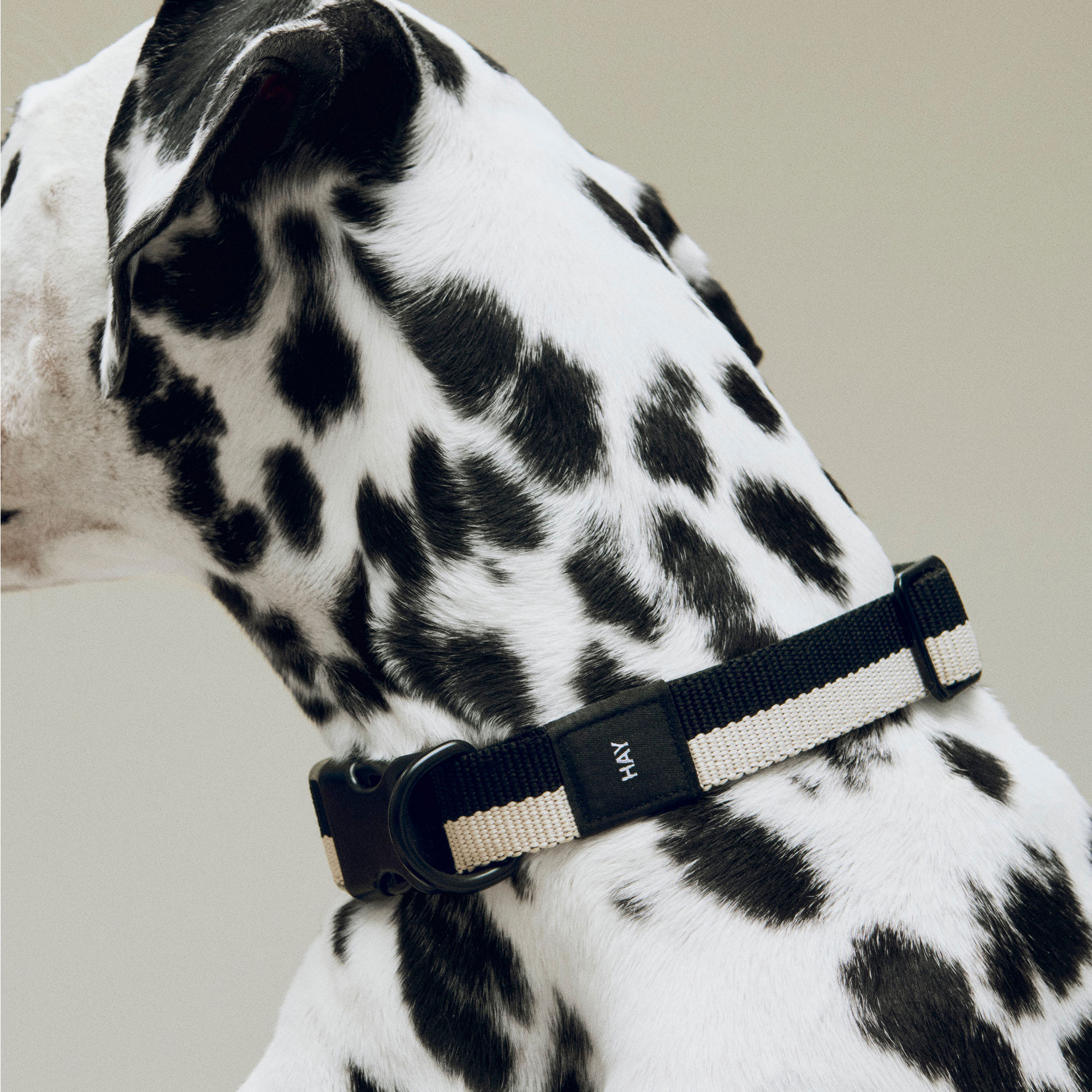 HAY Dogs Collar