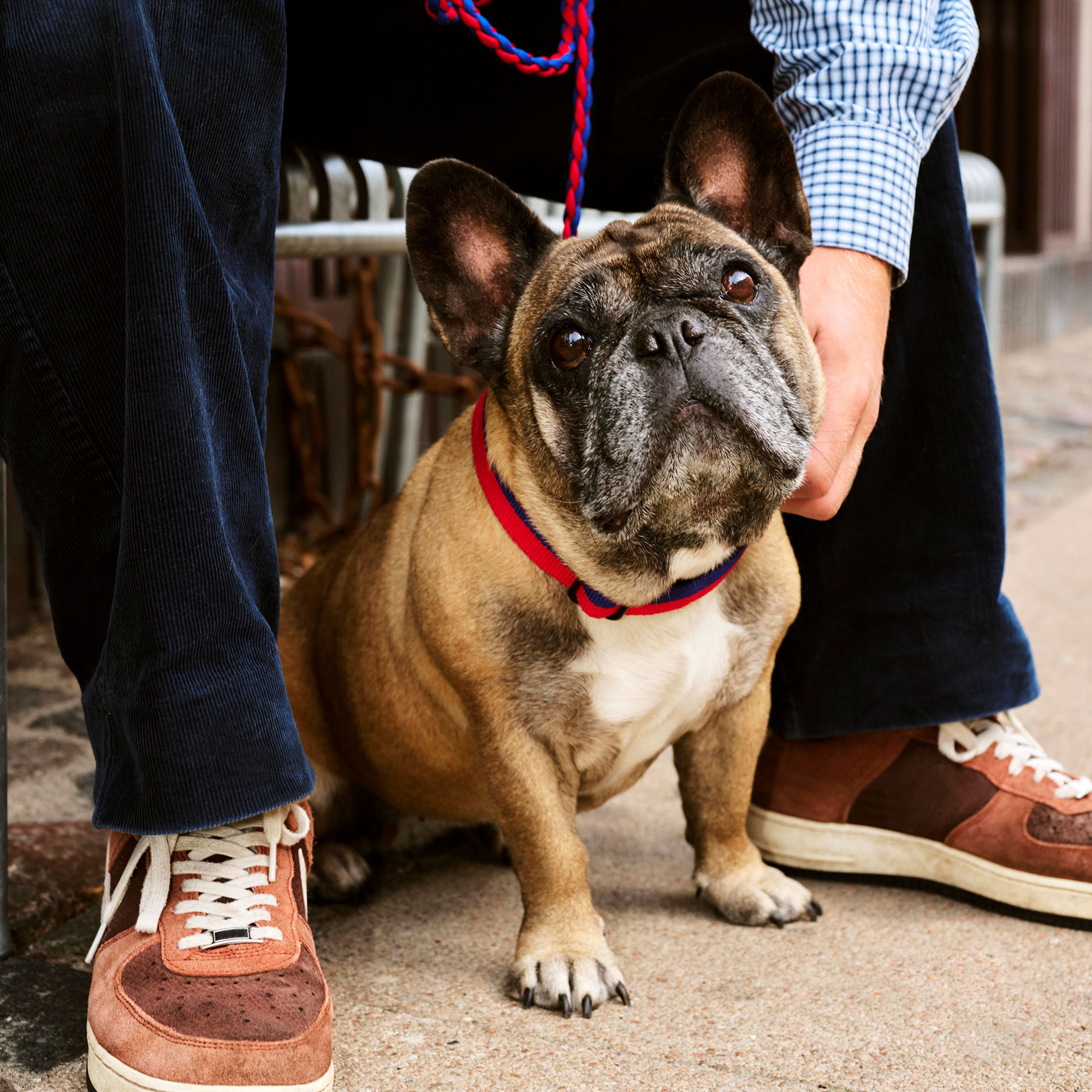 HAY Dogs Collar