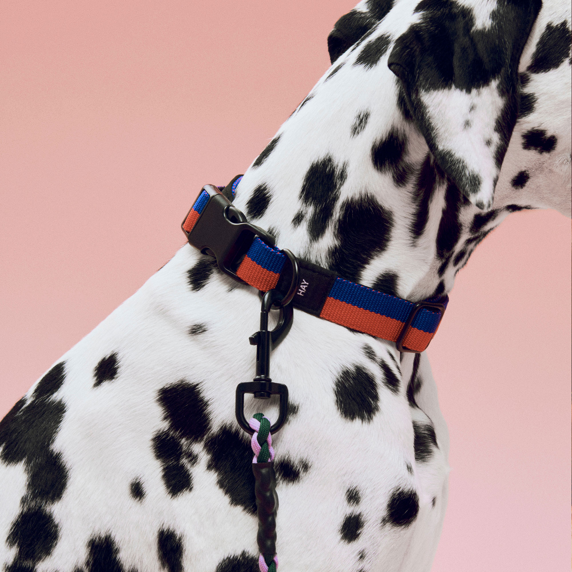 HAY Dogs Collar