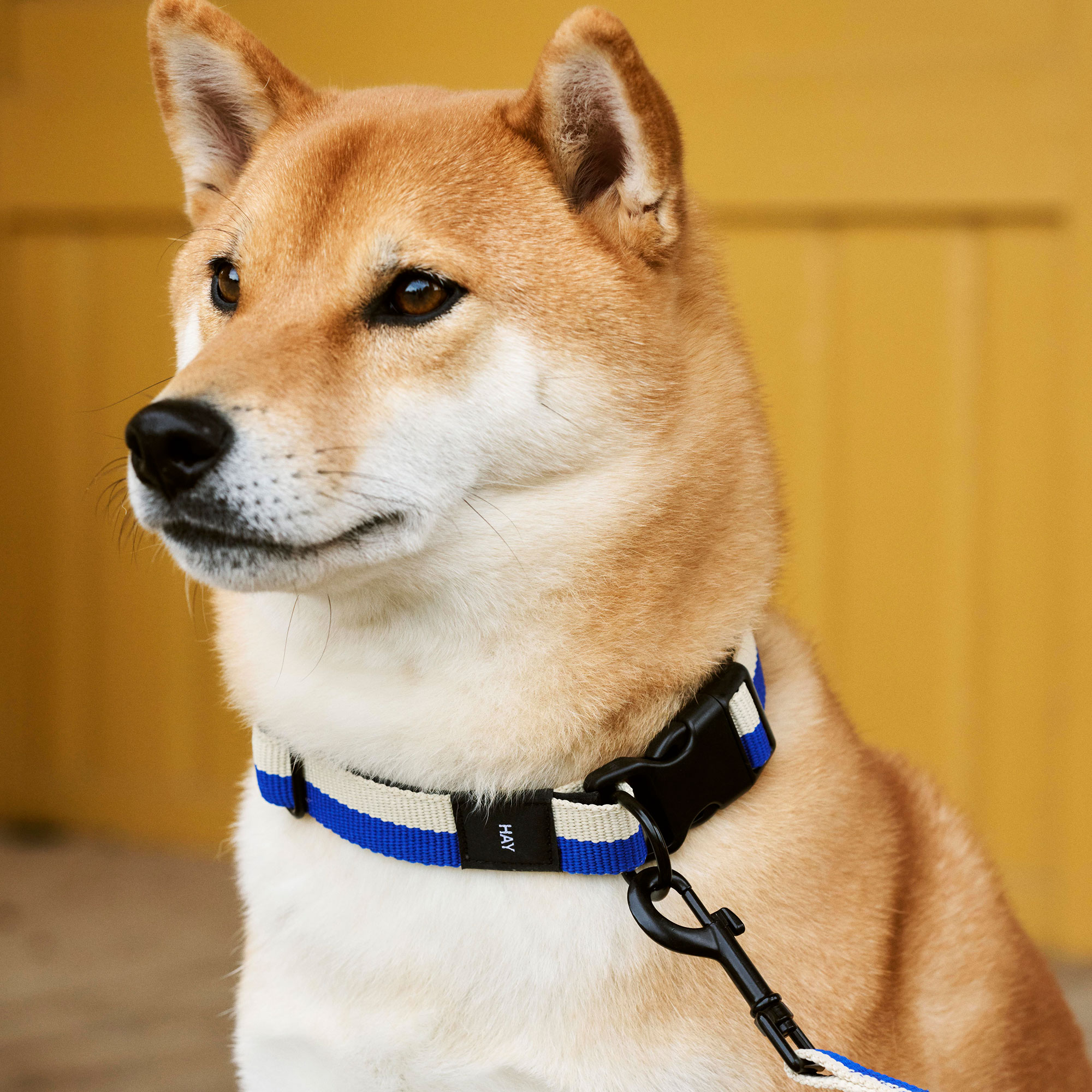 HAY Dogs Collar
