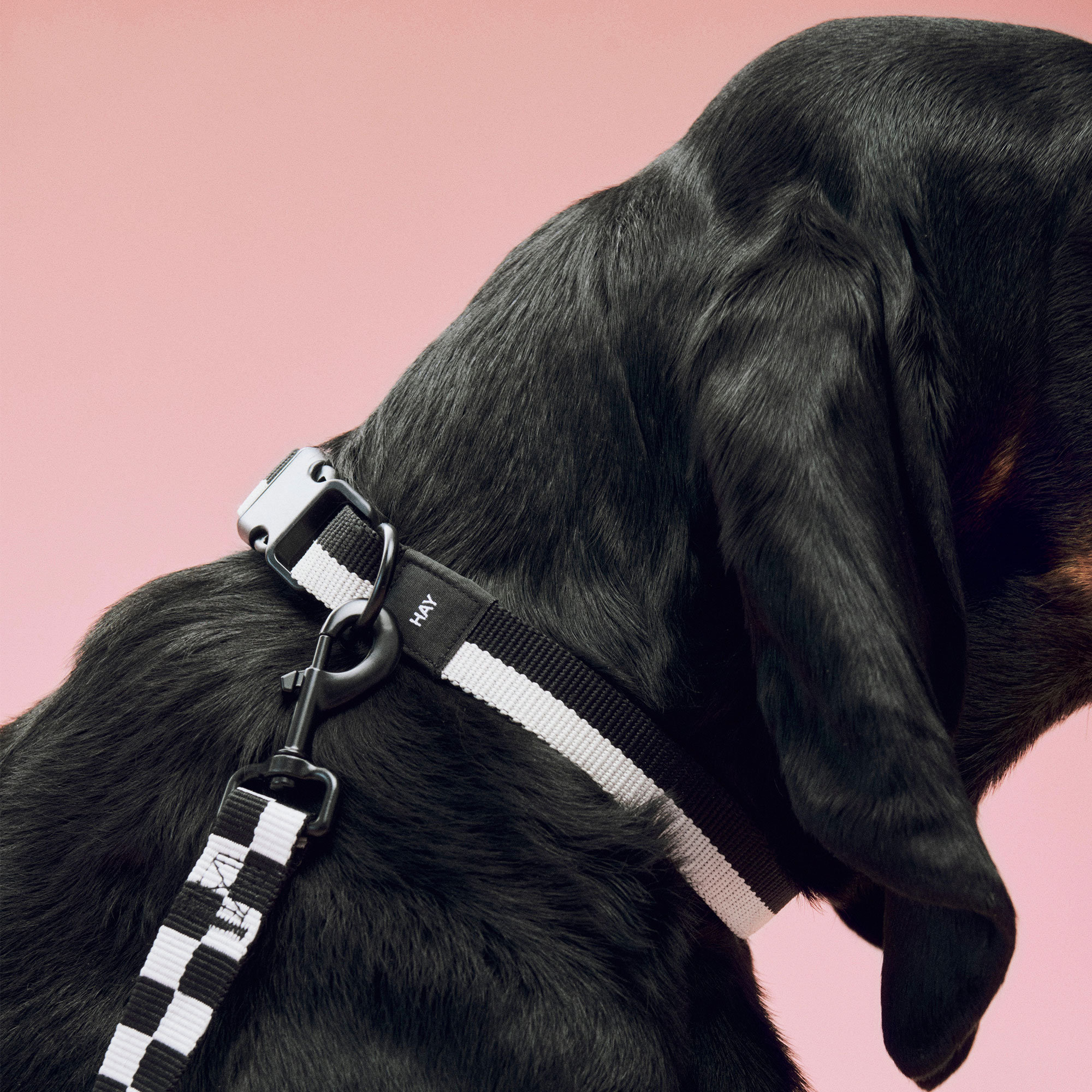 HAY Dogs Collar