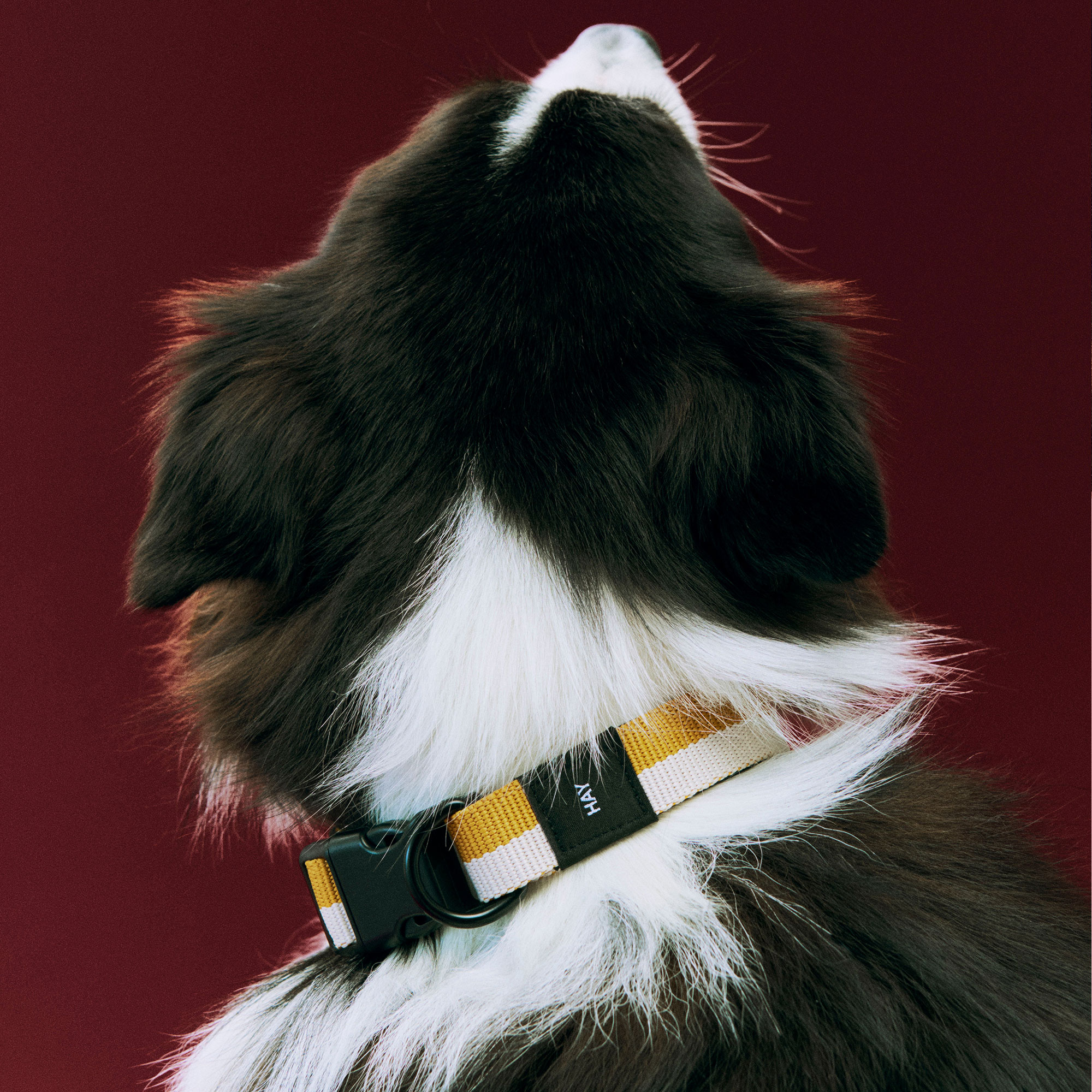 HAY Dogs Collar
