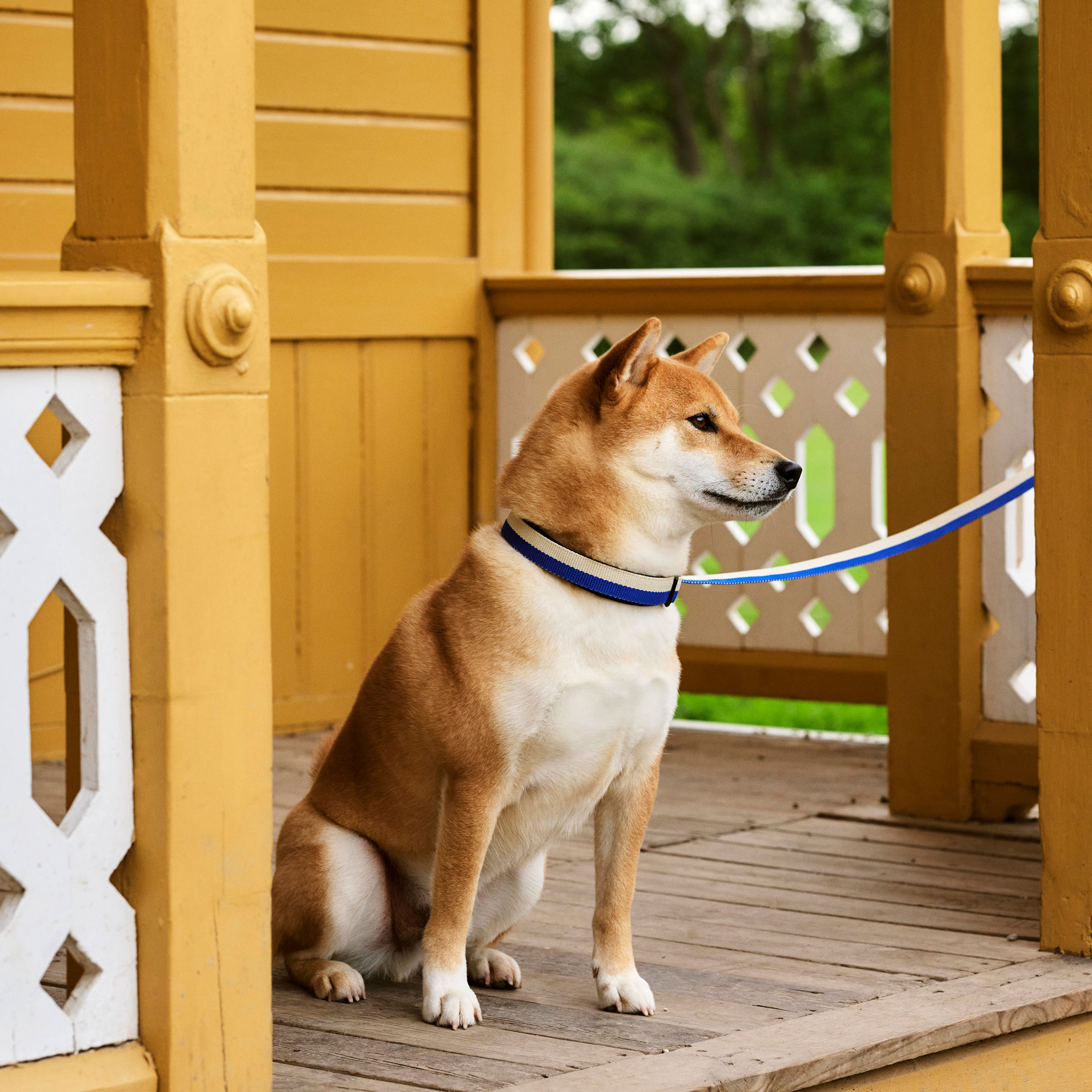 HAY Dogs Leash Flat
