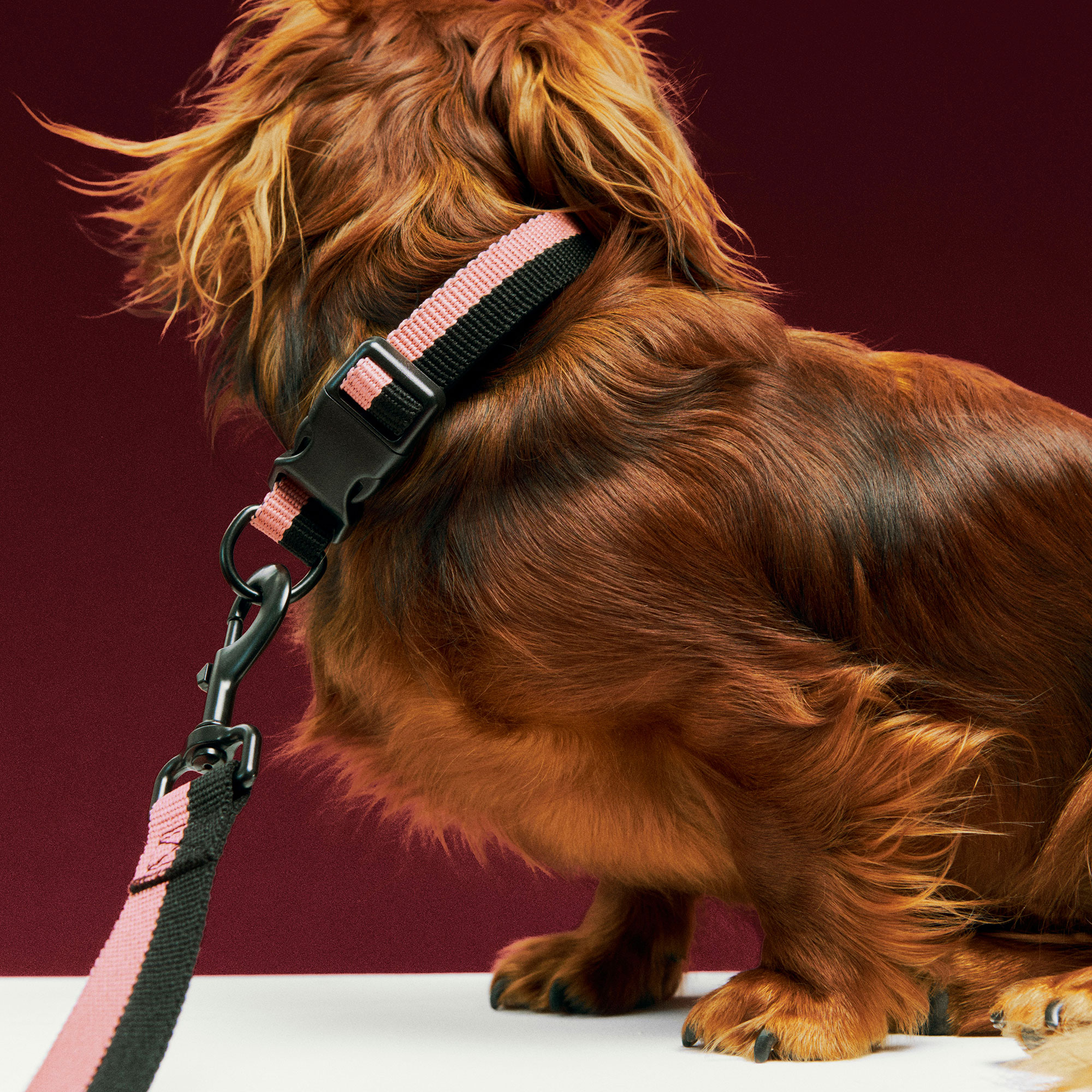 HAY Dogs Leash Flat