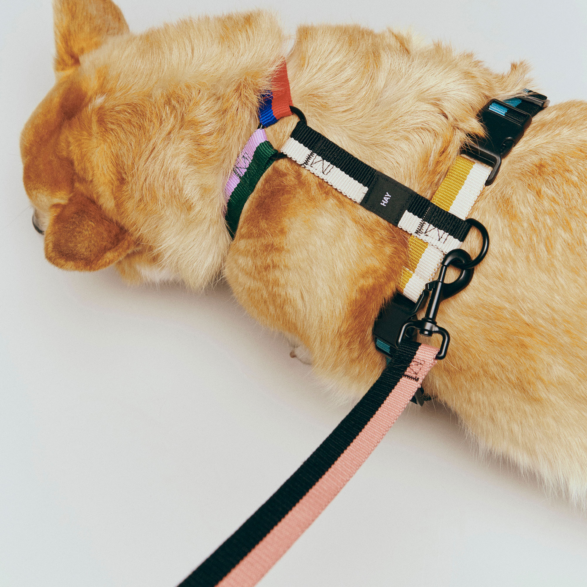 HAY Dogs Leash Flat