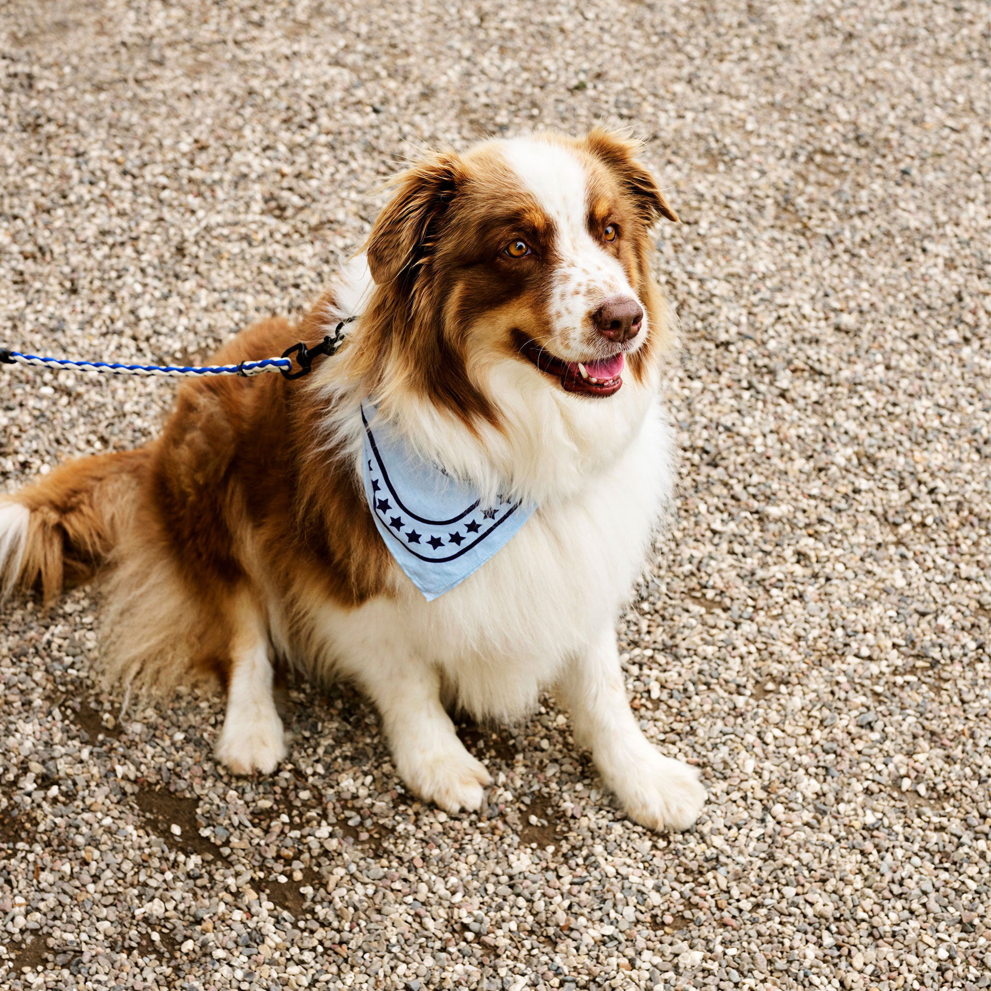HAY Dogs Leash Braided