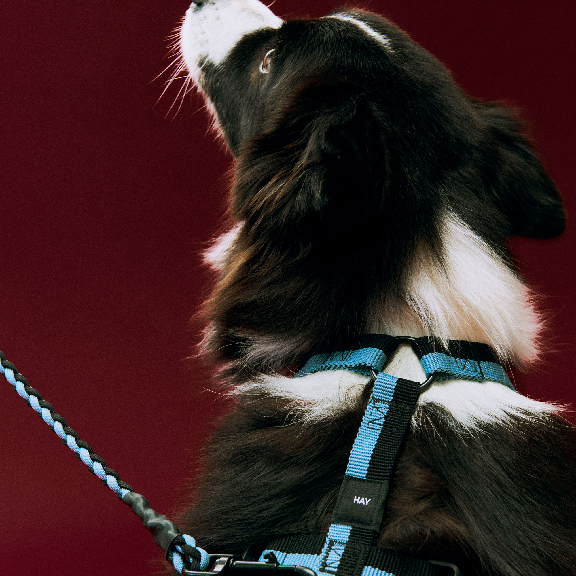 HAY Dogs Leash Braided