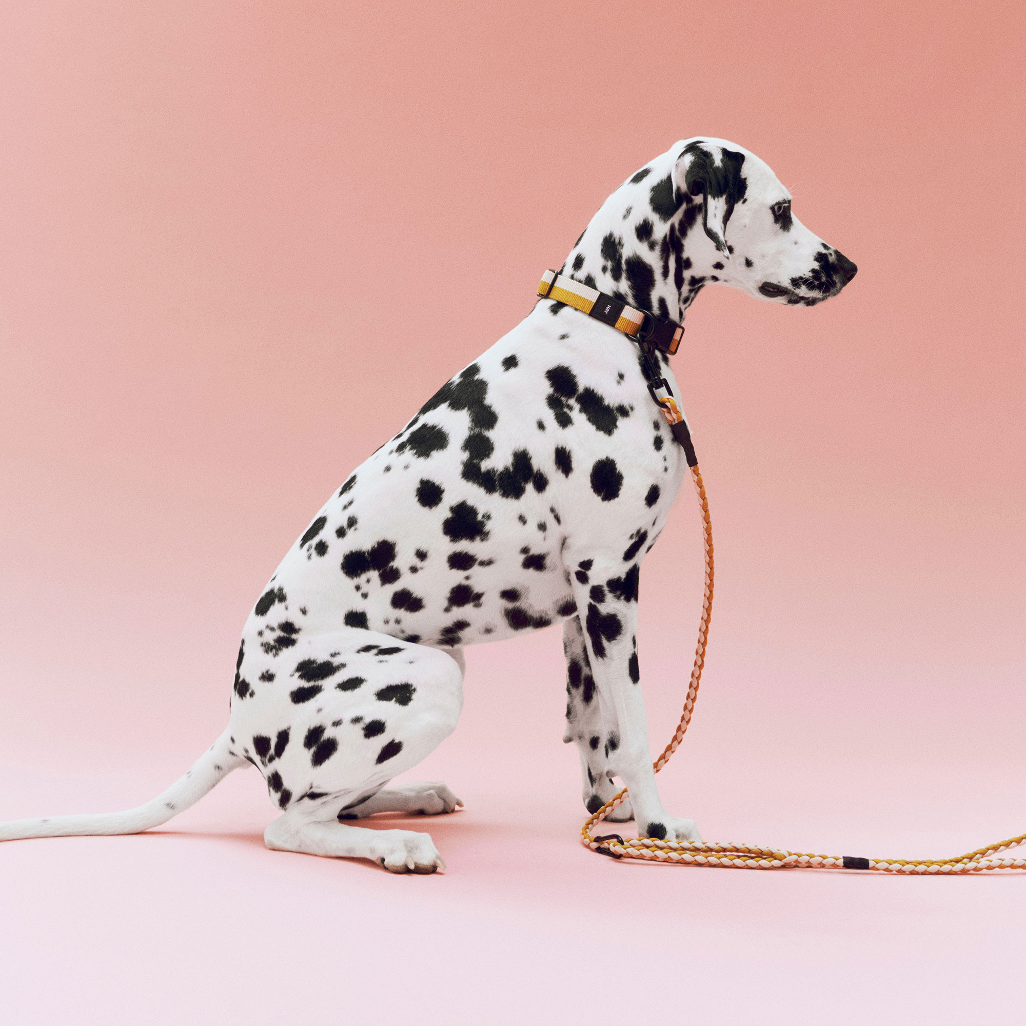 HAY Dogs Leash Braided