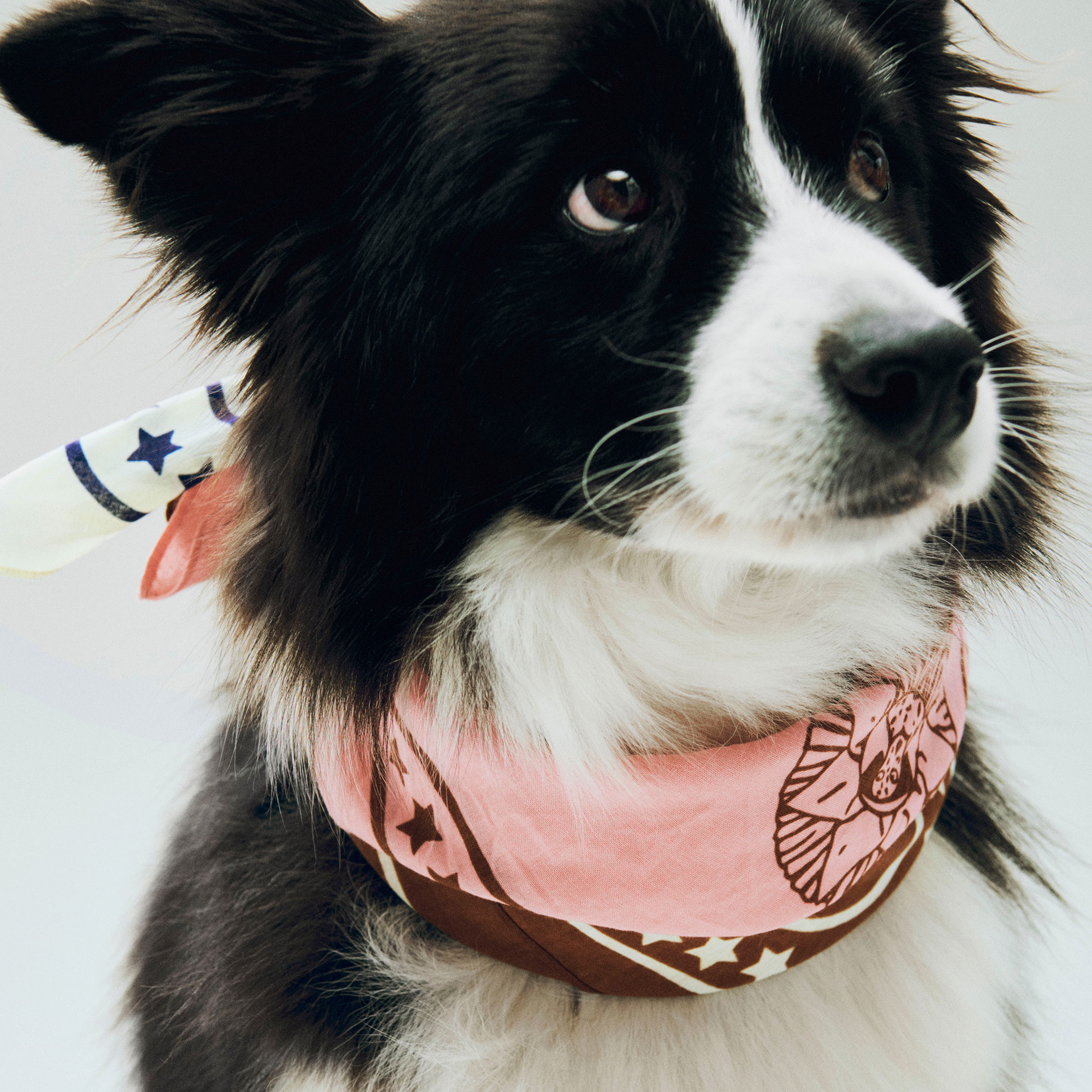 HAY Dogs Scarf